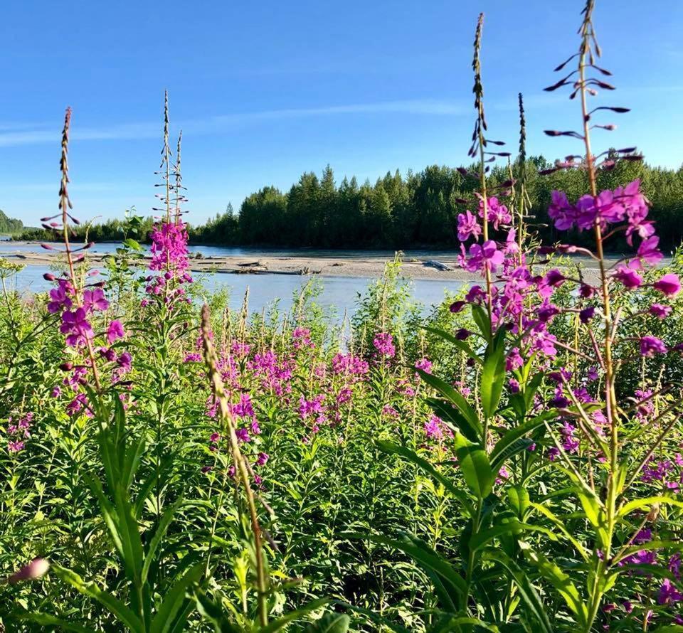Susitna River Lodging, Riverside Cabins Talkeetna Exteriér fotografie